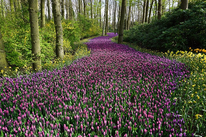 Master Plant Placement and Repetition in Gardens